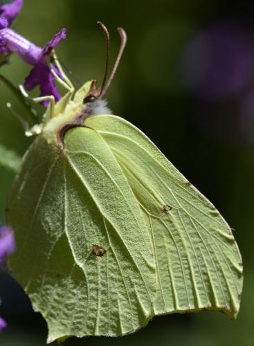 Gonepteryx rhamni